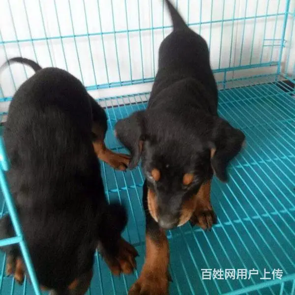 白山卖杜宾的基地 哪里有杜宾交易市场的图片