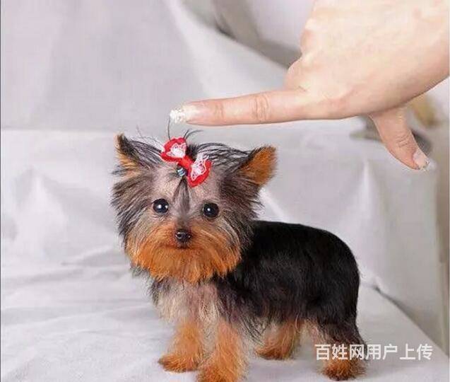 高品质纯种约克夏犬,犬舍繁殖健康质量保证可送货 唐山路北狗狗
