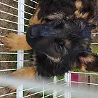 牧羊犬