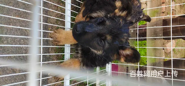 牧羊犬的图片