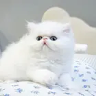 乌鲁木齐地区卖加菲猫有几家，卖加菲猫的商家