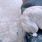 格慧犬