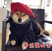 嘉兴纯种柴犬CKU犬舍柴犬多少钱一只