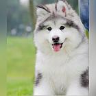 辽源正规阿拉斯加犬舍地点联系方式