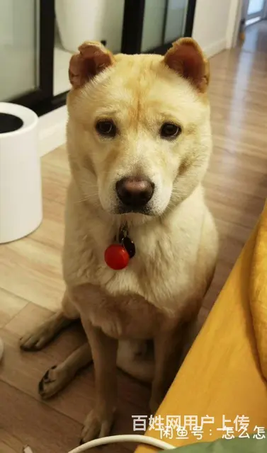 寻爱犬，请帮狗子回家的图片