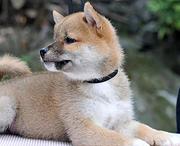 池州哪卖柴犬，哪有柴犬，谁家的柴犬靠谱