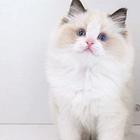 那有布偶猫卖的 蓝双色 开脸正波斯系多少钱