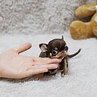出售纯种墨西哥吉娃娃幼犬、小体娃娃、大眼睛苹果头