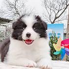 白山边境牧羊犬，智商*高犬，【益帆边境犬舍