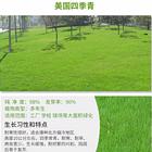 荆州哪里有四季青草籽经销商