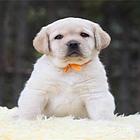 黔西南哪里有拉布拉多卖拉布拉多犬舍信息