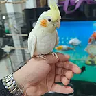 出售手养玄凤