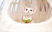 哪里有卖德文卷毛猫的 性格好 不掉毛 高端人士首选