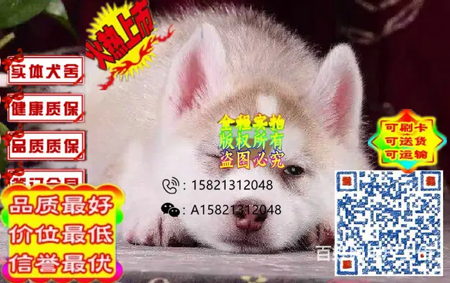 三火双蓝纯种哈士奇、正规犬舍、带健康证的图片
