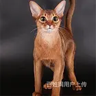 河南安阳纯种阿比幼猫送货上门