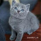 湖南邵阳双血统英短蓝猫猫舍直销