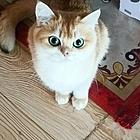 卖自己家养的公猫
