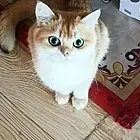 卖自己家养的公猫
