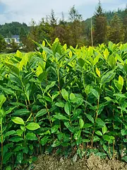 黄金叶茶苗 源头直销 安吉黄金芽 价格面议