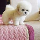 精品比熊幼犬 保纯种健康 签终身质保协议