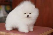 纯种博美犬多少钱 赛级博美犬 纯种博美幼犬  博美
