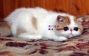 十堰加菲猫养殖户◆加菲猫多少钱一个