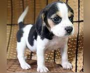 嘉兴血统德比格犬哪里有卖，血统比格犬一般多少钱