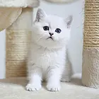 白山纯种小银渐层金渐层犬舍 正规猫舍家庭式繁育