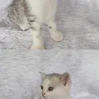 小猫咪找主人