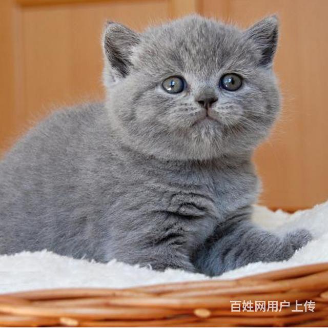 台州（出售）蓝猫哪里买 猫场出售纯种蓝猫的图片