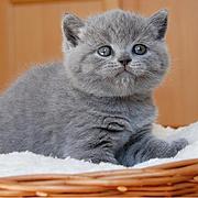 随州靠谱的卖蓝猫的商家 蓝猫一只价位