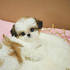 纯种西施犬多少钱一只 西施幼犬价格多少钱 西施智商