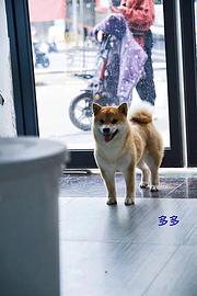 通辽纯种柴犬多少钱一只《优莱犬舍》