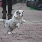 哪里有卖 边境牧羊犬 的 多少钱一只？