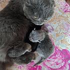 小猫提前预定