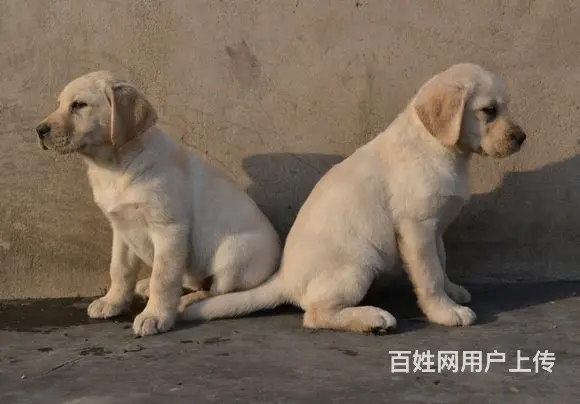 犬业协会指定商家大骨架拉布拉多全国发货包养活签协议的图片