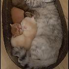 猫咪