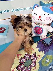 玉林卖约克夏的犬舍，犬舍约克夏一般价位