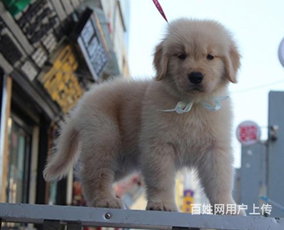 吐鲁番哪里可以买到精品金毛犬 金毛连锁店的图片