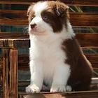 赛级边牧幼犬边境牧羊犬价格出售纯种边牧
