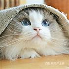 河南平顶山猫舍直销布偶猫出售