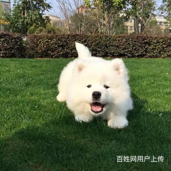 安康附近萨摩耶狗哪有卖的，可以上门去看的的图片
