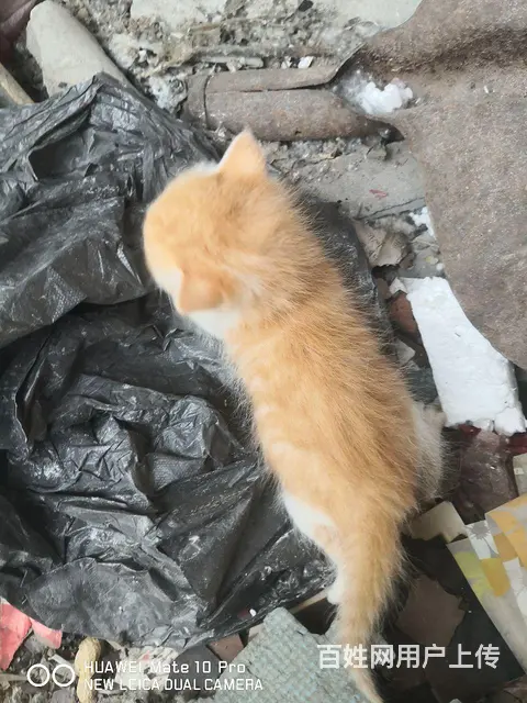 自家小猫，养不了，三只一百，欢养的图片