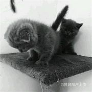 云南曲靖纯血蓝猫多少钱哪里买