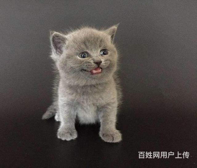 台州哪里买蓝猫纯血统◆蓝猫多少钱一只的图片