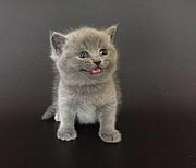 恩施靠谱的卖蓝猫的商家 蓝猫一只价位