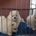 @（女神必选博美幼犬）精品小小可爱哦