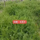 江门附近绿肥种子供应商
