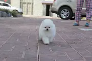 哪里有卖博美犬 纯种博美犬 漂亮的狐狸狗