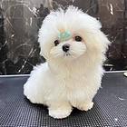 本地推荐精品马尔济斯犬价格 保健康签订协议